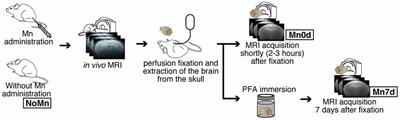 Isotropic 25-Micron 3D Neuroimaging Using ex vivo Microstructural Manganese-Enhanced MRI (MEMRI)